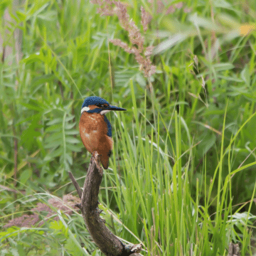Ijsvogel