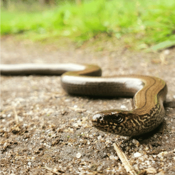 hazelworm